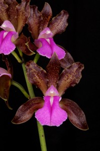 Cattleya bricolor var braziliensis Fuerte HCC/AOS 75 pts.